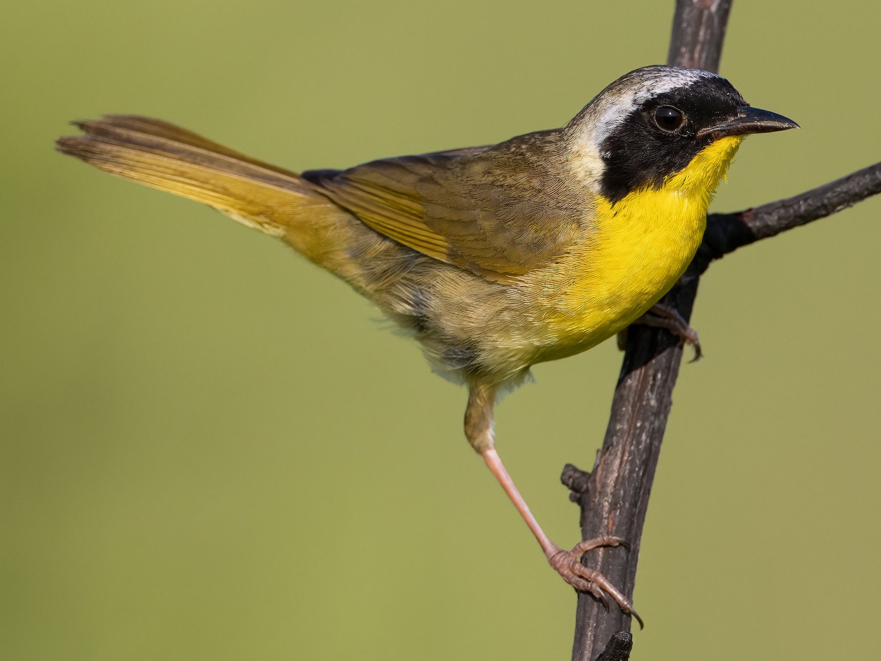 Common Yellowthroat