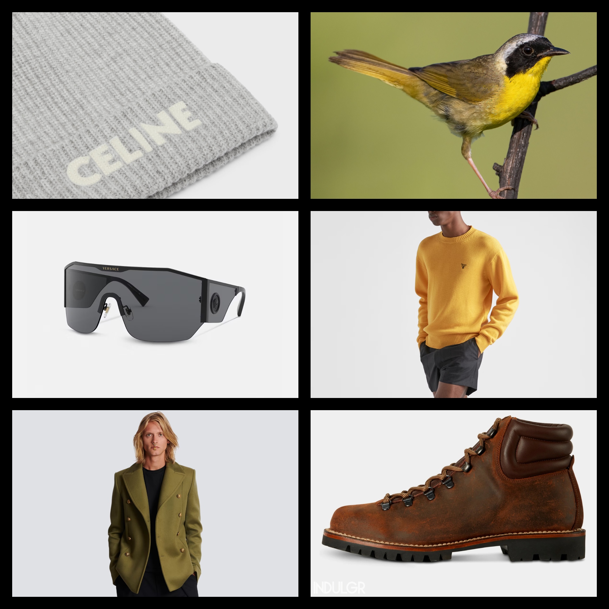 Common Yellowthroat